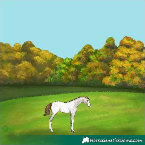 Horse Color:Buckskin Roan Dun Splash Snowcap 