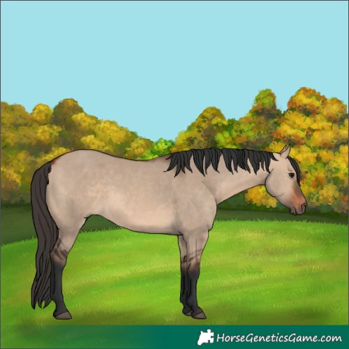Horse Color:Bay Dun and Bay Dun