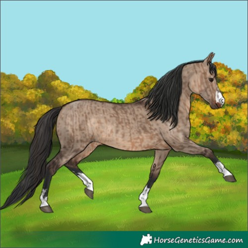 Horse Color:Brown Dun  and Brown Dun 