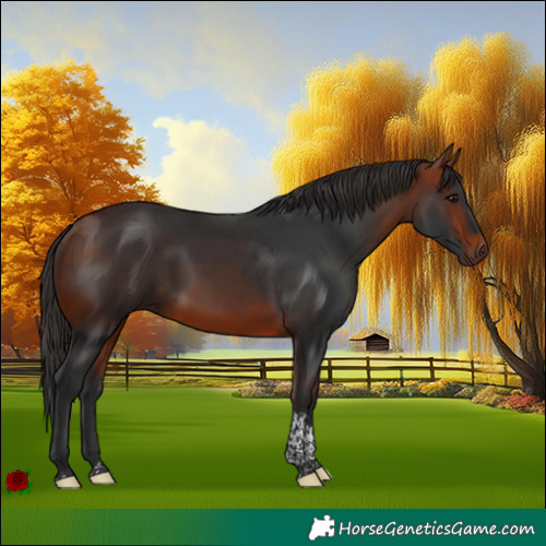 Horse Color:Bay Tobiano 