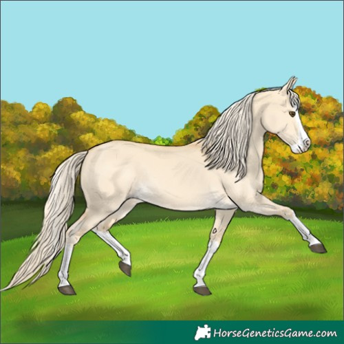 Horse Color:Palomino Dun Splash 