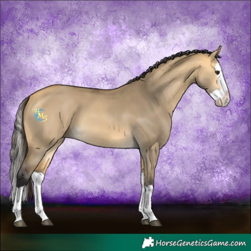 Horse Color:Buckskin Dun Splash