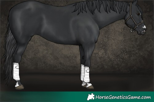 Horse Color:Black 