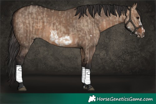 Horse Color:Brown Dun and Brown Dun Frame