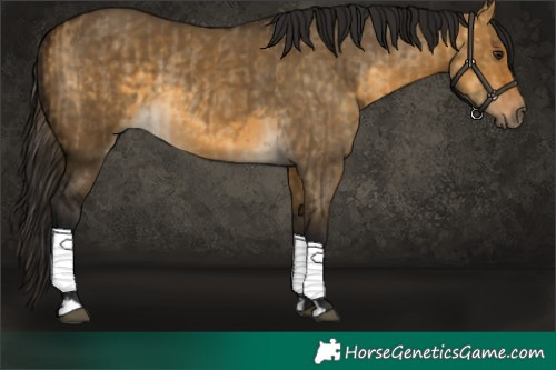 Horse Color:Buckskin Dun  and Gray Buckskin Dun 