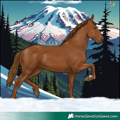 Horse Color:Gray Chestnut 