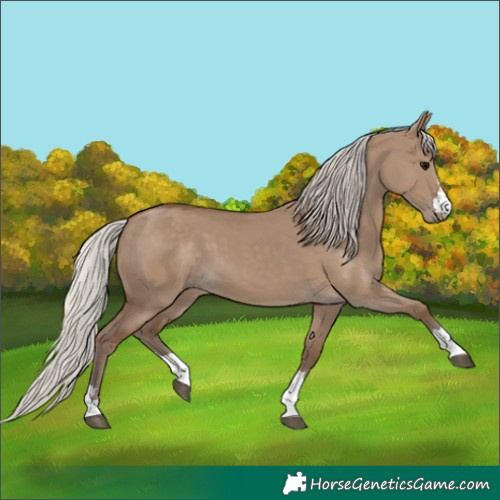 Horse Color:Silver Grullo