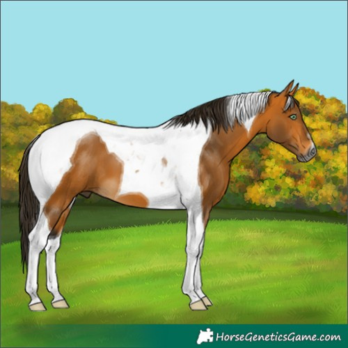 Horse Color:Gray Buckskin Tobiano 