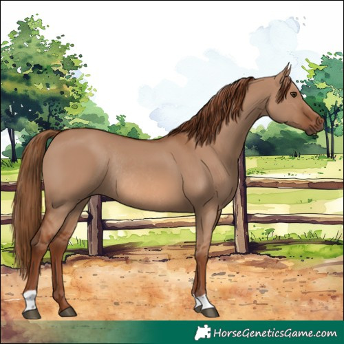 Horse Color:Red Dun Rabicano