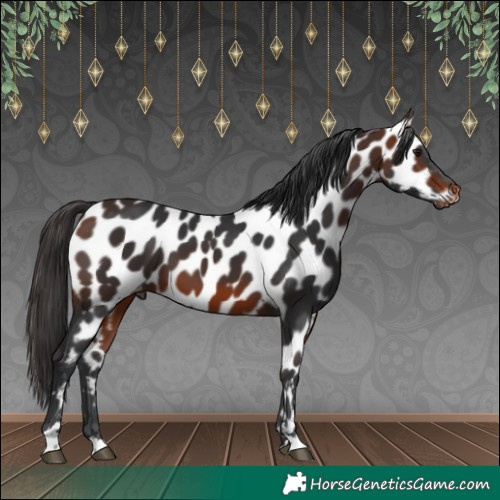 Horse Color:Bay Near Leopard