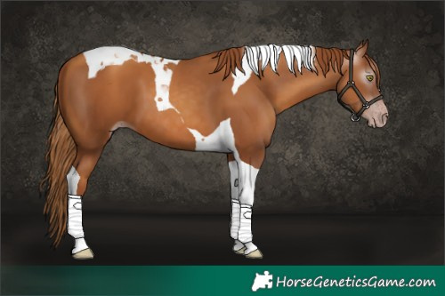 Horse Color:Gray Gold Champagne Tobiano