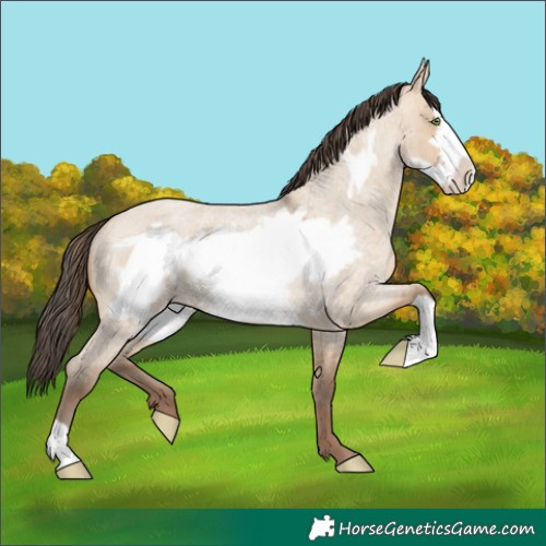 Horse Color:Amber Champagne Roan Dun Frame Rabicano