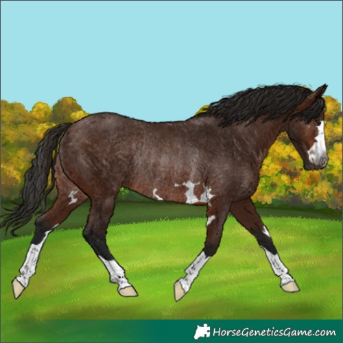 Horse Color:Gray Bay Rabicano