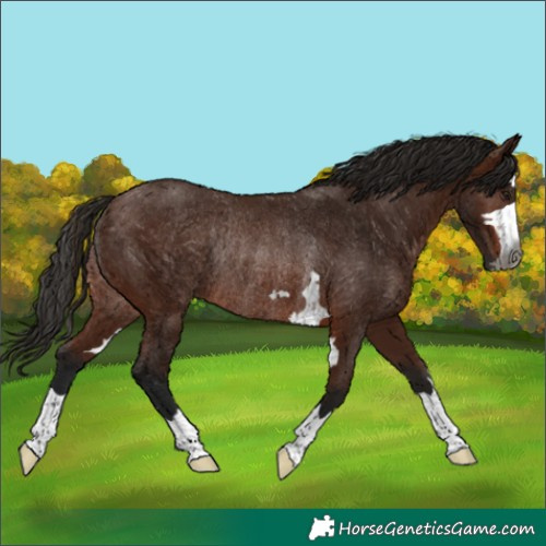 Horse Color:Gray Bay Rabicano 