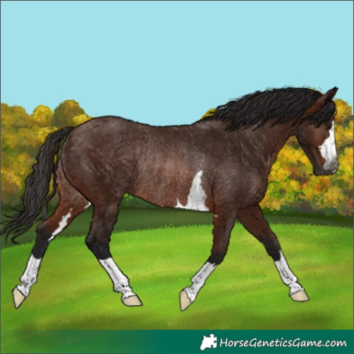 Horse Color:Gray Bay Rabicano