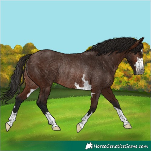 Horse Color:Gray Bay Rabicano
