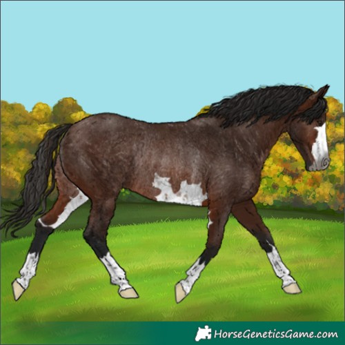 Horse Color:Gray Bay Rabicano 