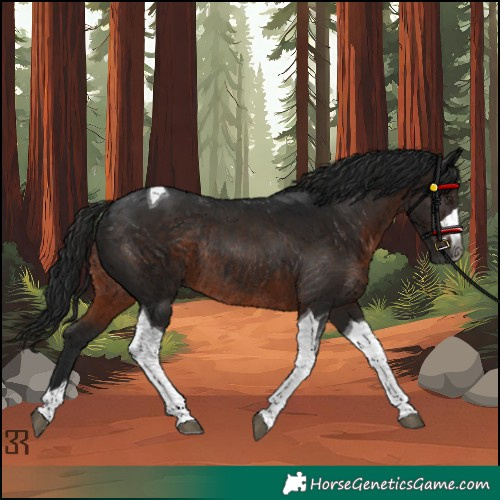 Horse Color:Gray Brown Tobiano Rabicano