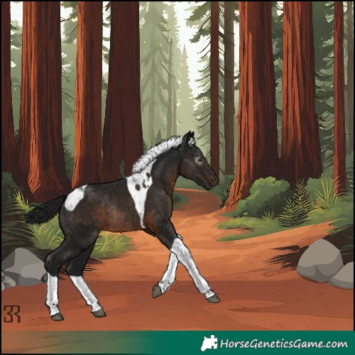 Horse Color:Gray Brown Tobiano Rabicano 