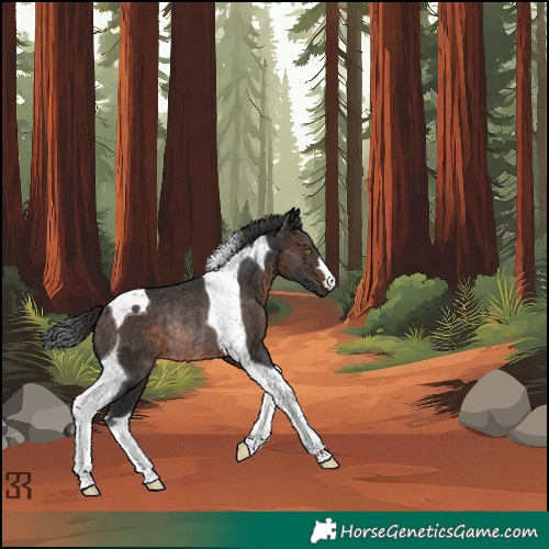 Horse Color:Brown Tobiano Rabicano 