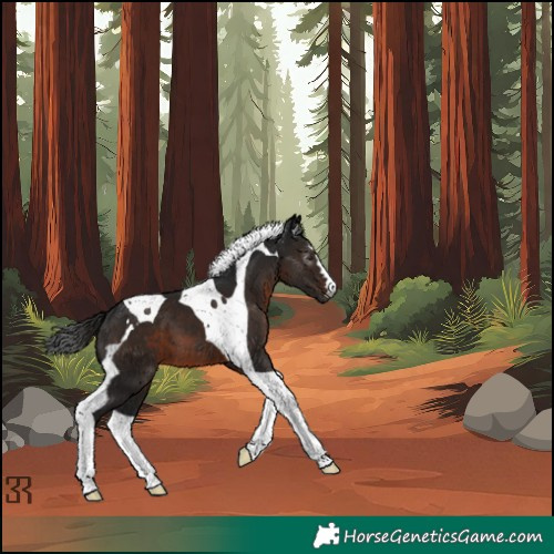Horse Color:Gray Brown Tobiano 