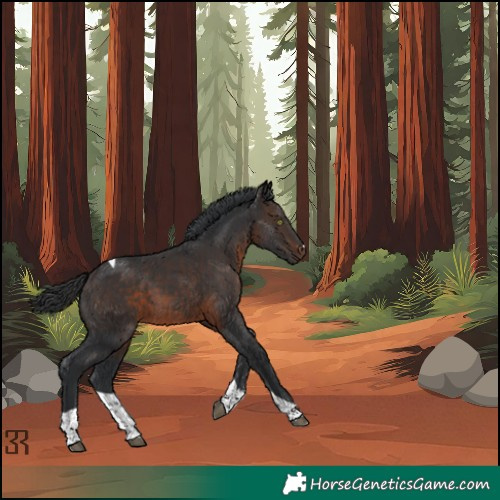 Horse Color:Brown Tobiano 
