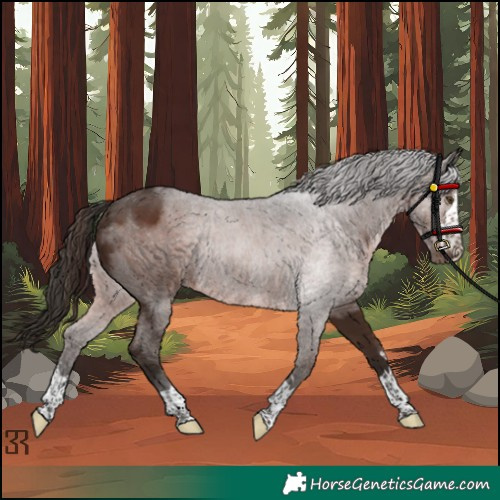 Horse Color:Liver Chestnut Rabicano 