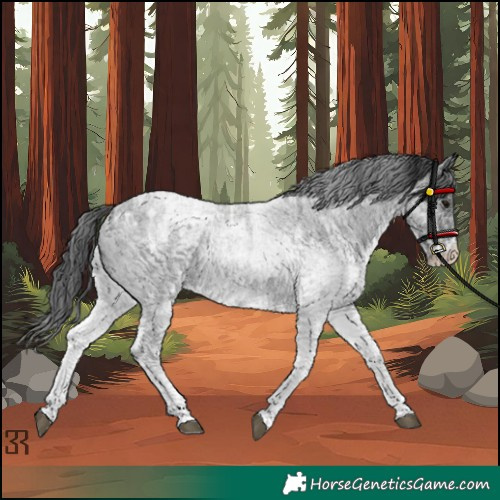 Horse Color:White Spotted Blue Roan Rabicano  and White Spotted Blue Roan Rabicano 
