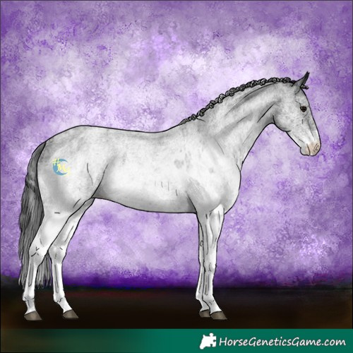 Horse Color:White Spotted Blue Roan Rabicano  and White Spotted Blue Roan Rabicano 