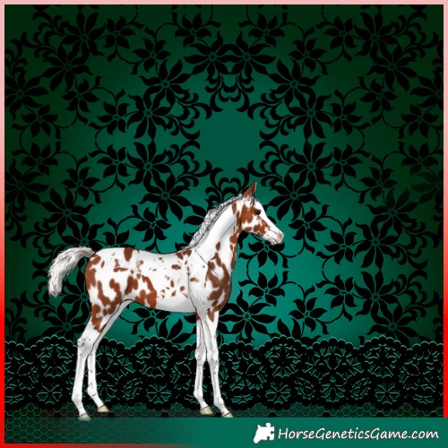 Horse Color:Silver Brown Splash Tobiano Appaloosa