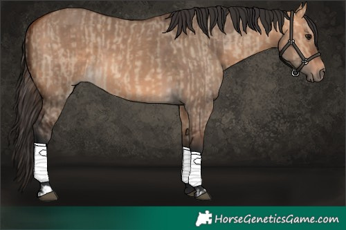 Horse Color:Bay Dun  and Bay Dun 