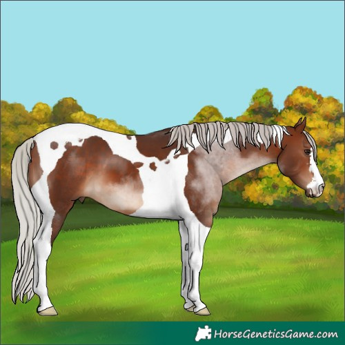 Horse Color:Silver Brown Tobiano