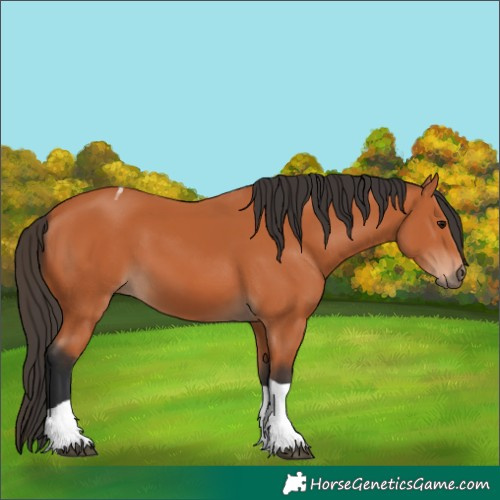 Horse Color:Unknown 