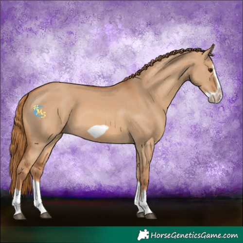 Horse Color:Red Dun Splash Frame 