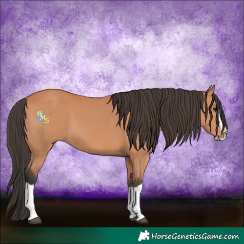 Horse Color:Bay Splash Frame 