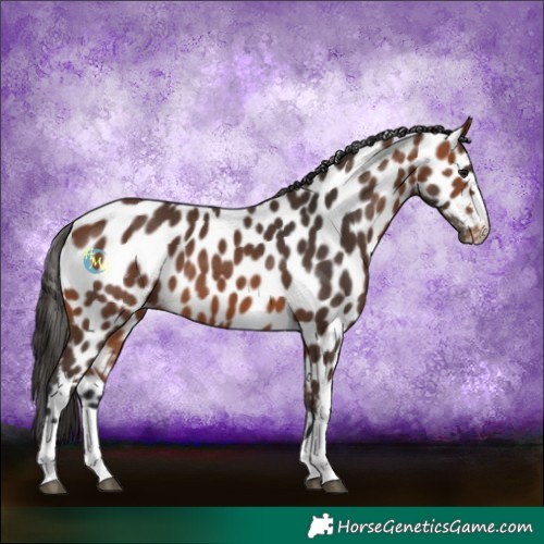 Horse Color:Bay Leopard 