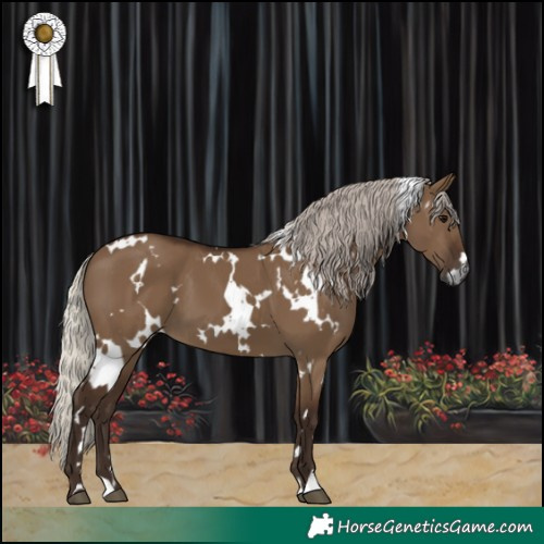 Horse Color:Gray White Spotted Silver Grullo