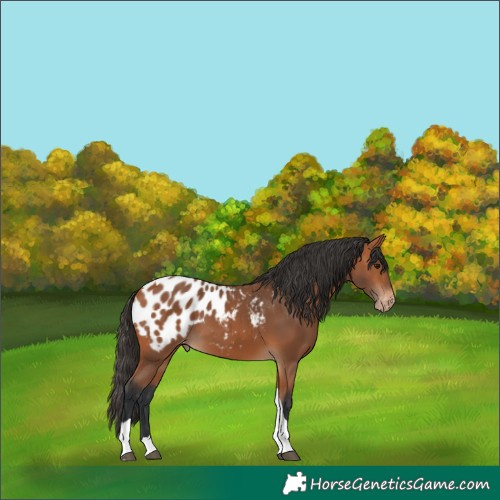 Horse Color:Bay Tobiano Blanket 