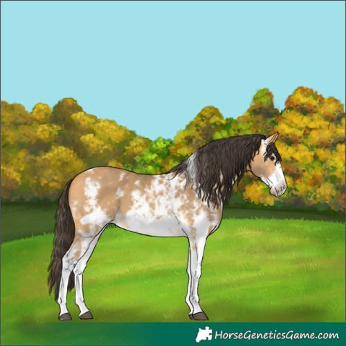 Horse Color:Buckskin Sabino Frame 