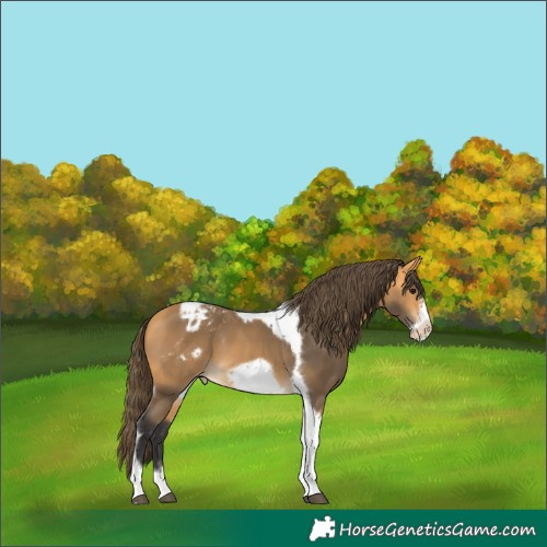 Horse Color:Buckskin Tobiano Frame Varnish