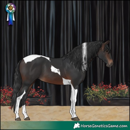 Horse Color:Brown Tobiano
