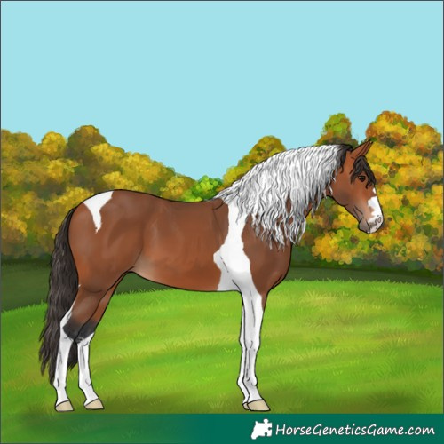 Horse Color:Bay Tobiano
