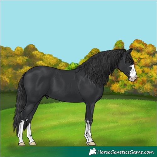 Horse Color:Black 