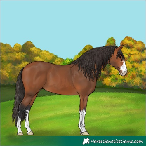 Horse Color:Bay 