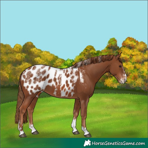 Horse Color:Powder White Chestnut Blanket 