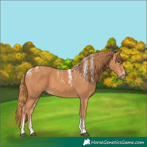 Horse Color:Powder White Chestnut