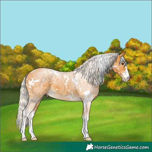Horse Color:White Spotted Silver Buckskin 