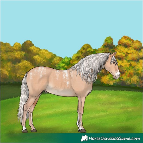 Horse Color:Powder White Silver Bay Dun 