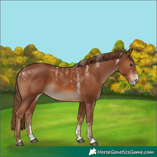Horse Color:Powder White Chestnut