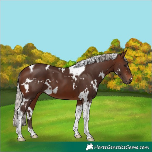 Horse Color:White Spotted Silver Brown Tobiano